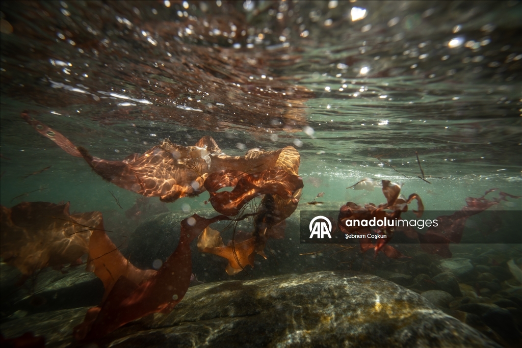 Türk bilim insanları Antarktika'daki araştırmalarıyla sağlık ve tarıma ışık tutuyor