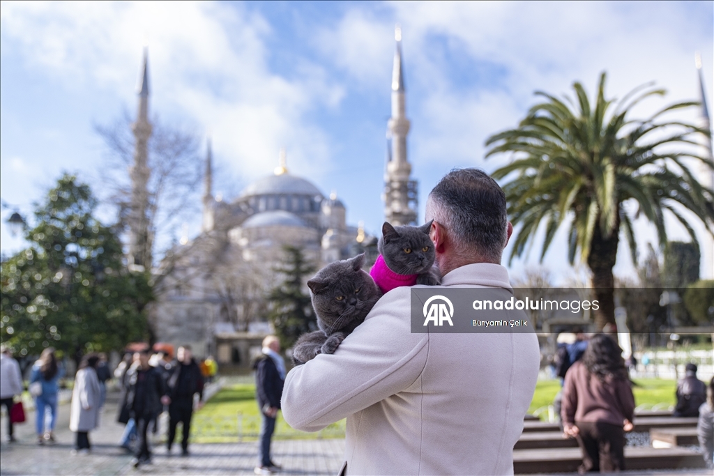 على كتف صاحبه.. قط يجوب معالم إسطنبول وصغيرته تلتحق بالمغامرة