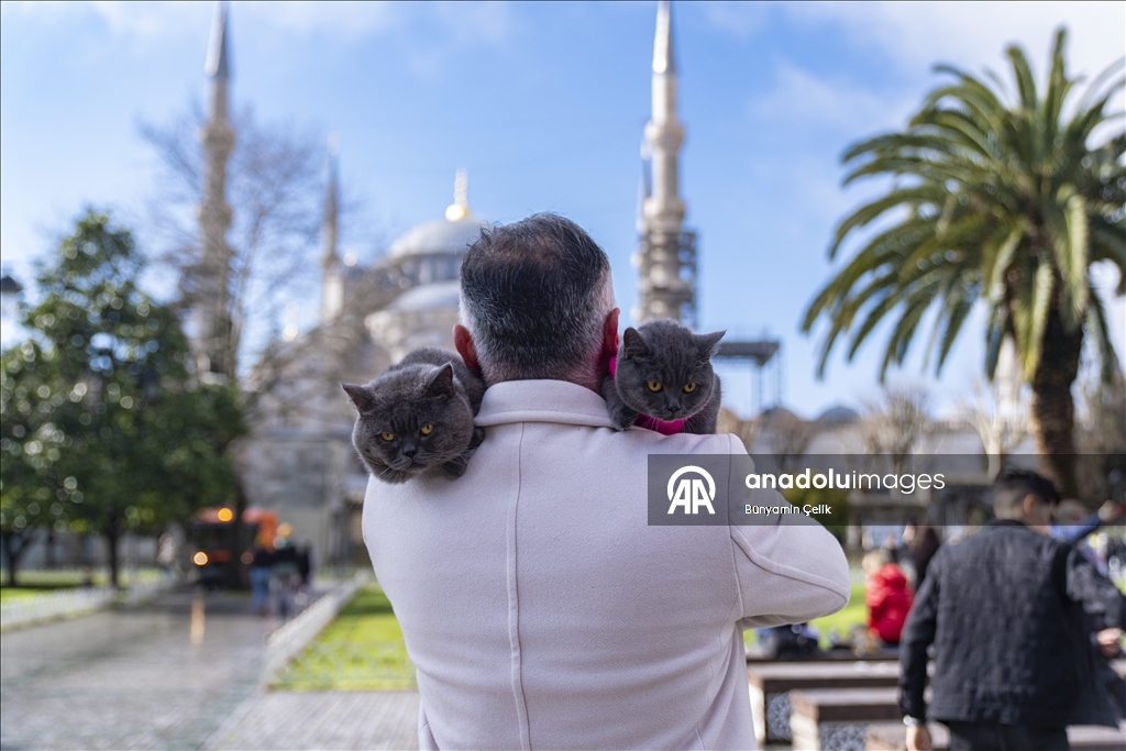على كتف صاحبه.. قط يجوب معالم إسطنبول وصغيرته تلتحق بالمغامرة