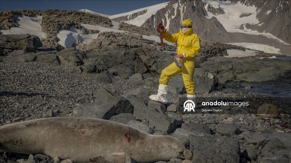 Türk bilim insanları Antarktika'daki araştırmalarıyla sağlık ve tarıma ışık tutuyor