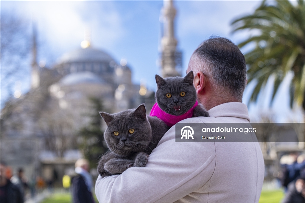 على كتف صاحبه.. قط يجوب معالم إسطنبول وصغيرته تلتحق بالمغامرة