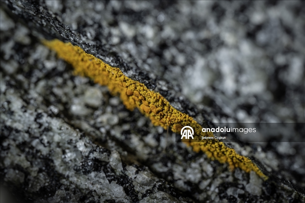 Türk bilim insanları Antarktika'daki araştırmalarıyla sağlık ve tarıma ışık tutuyor