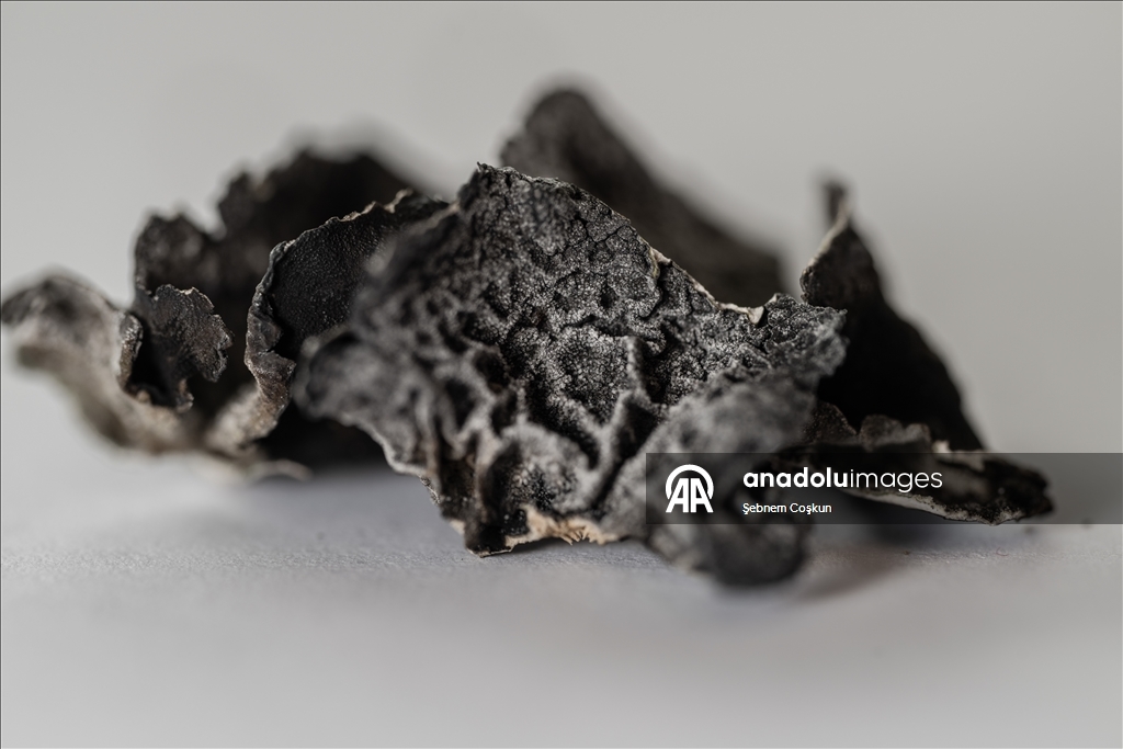 Türk bilim insanları Antarktika'daki araştırmalarıyla sağlık ve tarıma ışık tutuyor