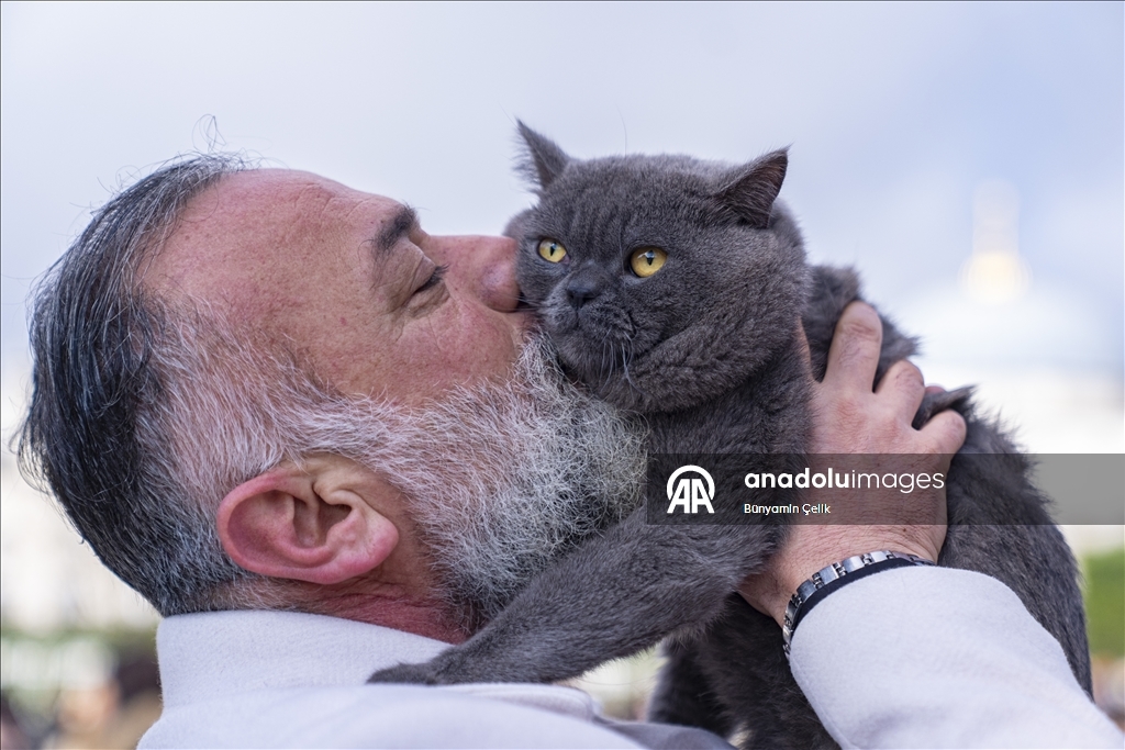 على كتف صاحبه.. قط يجوب معالم إسطنبول وصغيرته تلتحق بالمغامرة