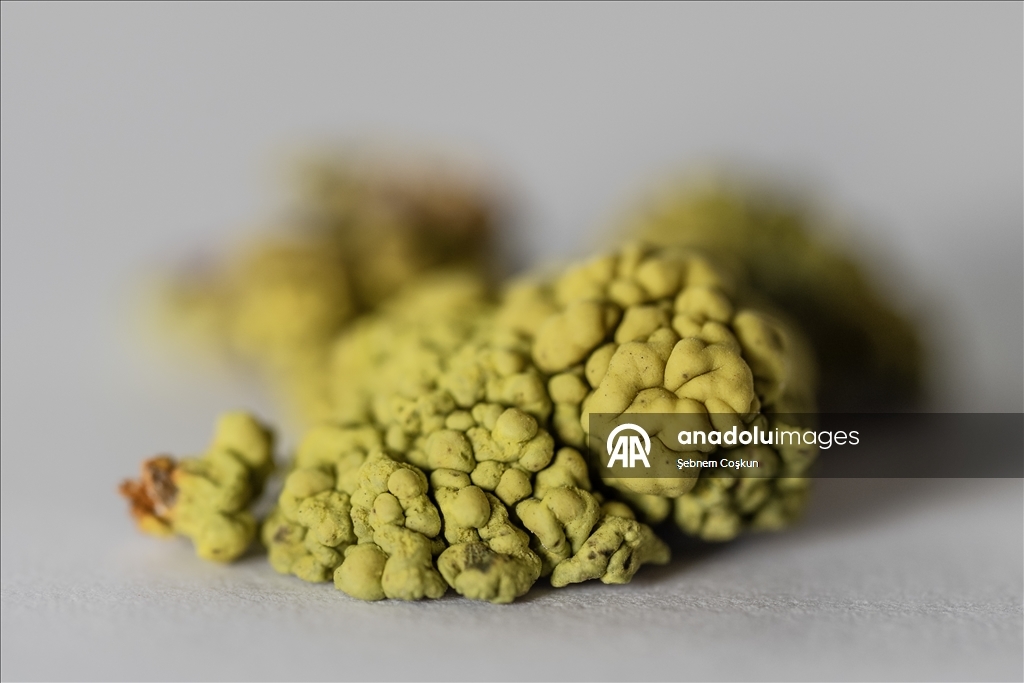 Türk bilim insanları Antarktika'daki araştırmalarıyla sağlık ve tarıma ışık tutuyor