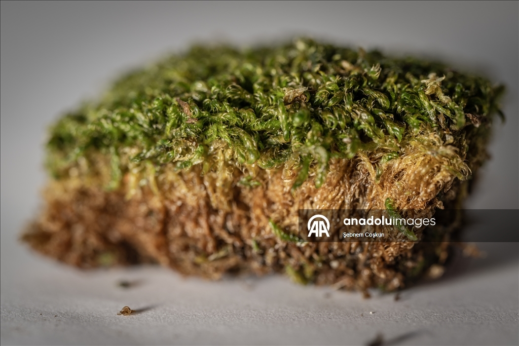 Türk bilim insanları Antarktika'daki araştırmalarıyla sağlık ve tarıma ışık tutuyor