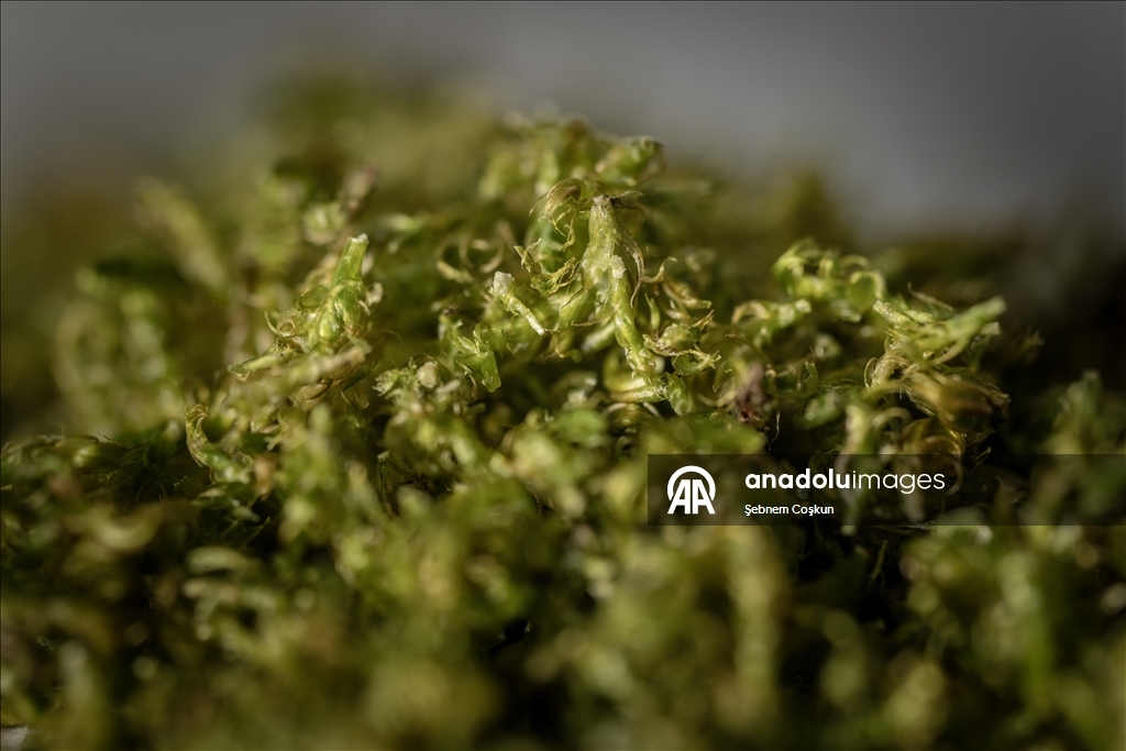 Türk bilim insanları Antarktika'daki araştırmalarıyla sağlık ve tarıma ışık tutuyor