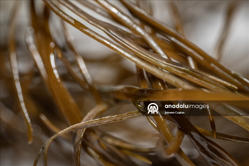 Türk bilim insanları Antarktika'daki araştırmalarıyla sağlık ve tarıma ışık tutuyor