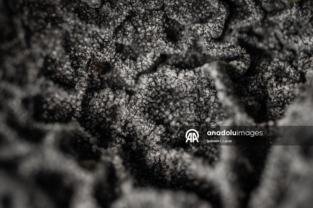 Türk bilim insanları Antarktika'daki araştırmalarıyla sağlık ve tarıma ışık tutuyor