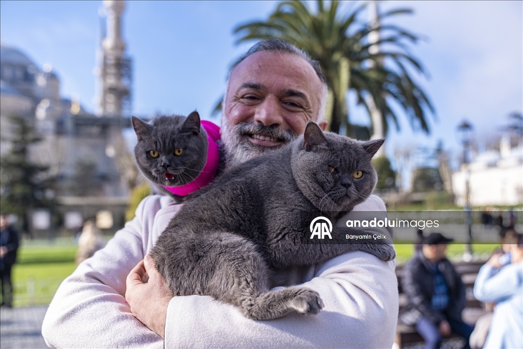 على كتف صاحبه.. قط يجوب معالم إسطنبول وصغيرته تلتحق بالمغامرة