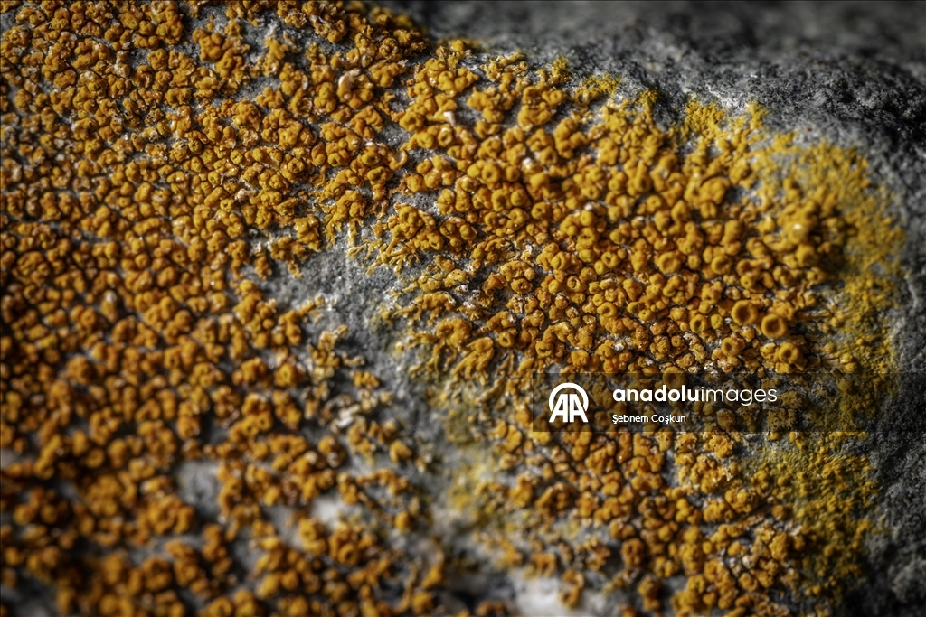 Türk bilim insanları Antarktika'daki araştırmalarıyla sağlık ve tarıma ışık tutuyor