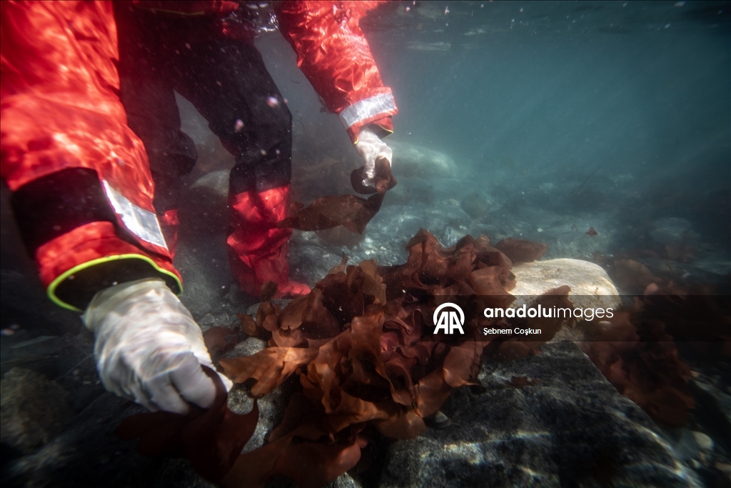 في قلب الجليد.. علماء أتراك يستكشفون حلولا صحية وزراعية