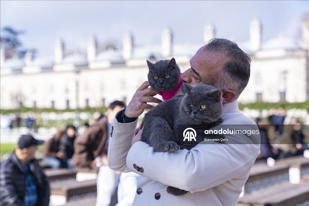 على كتف صاحبه.. قط يجوب معالم إسطنبول وصغيرته تلتحق بالمغامرة