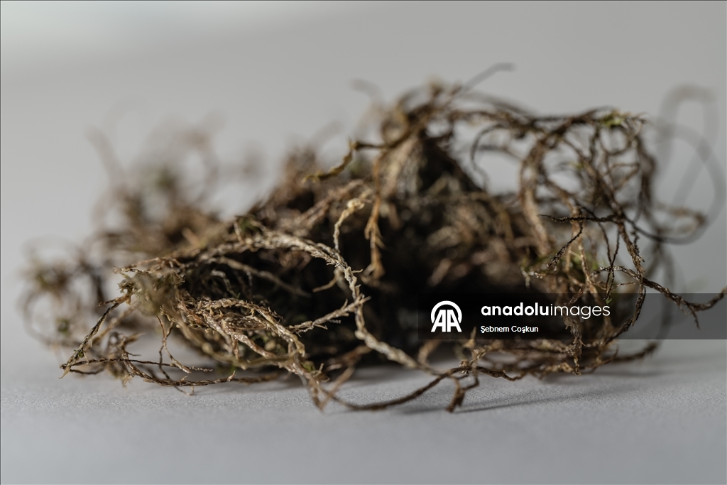 Türk bilim insanları Antarktika'daki araştırmalarıyla sağlık ve tarıma ışık tutuyor