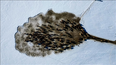 Erzurum'da besiciler kar ve dondurucu soğukla mücadele ediyor