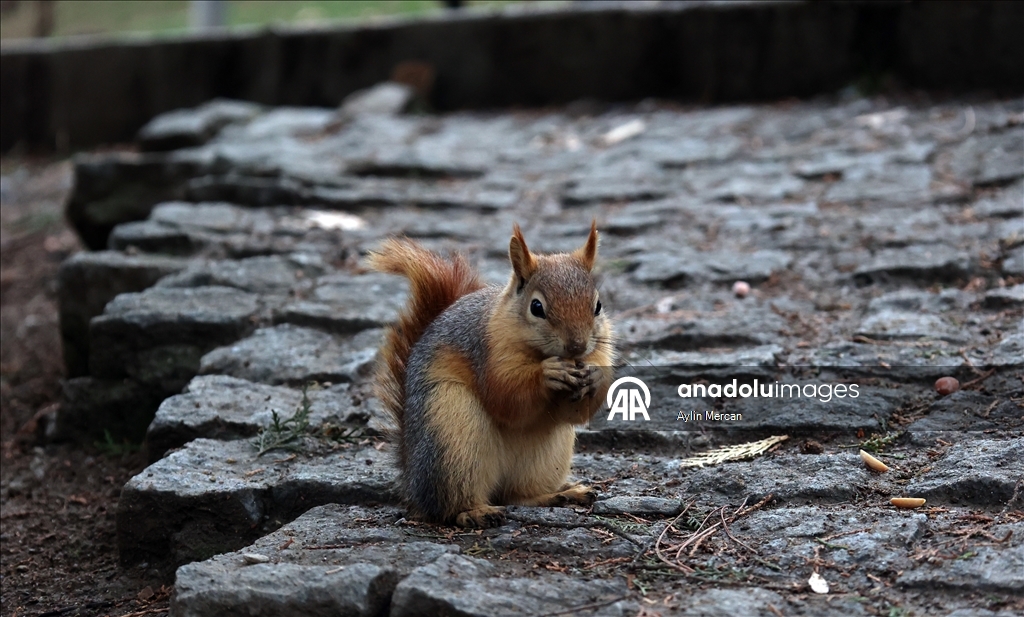 Seğmenler Parkı'nın sevimli sakinleri