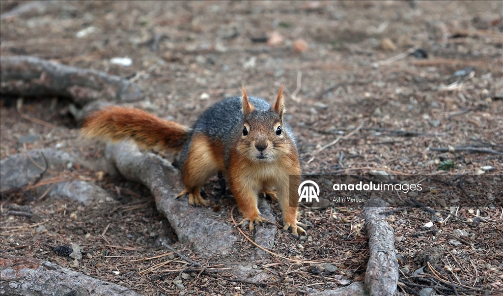 Seğmenler Parkı'nın sevimli sakinleri