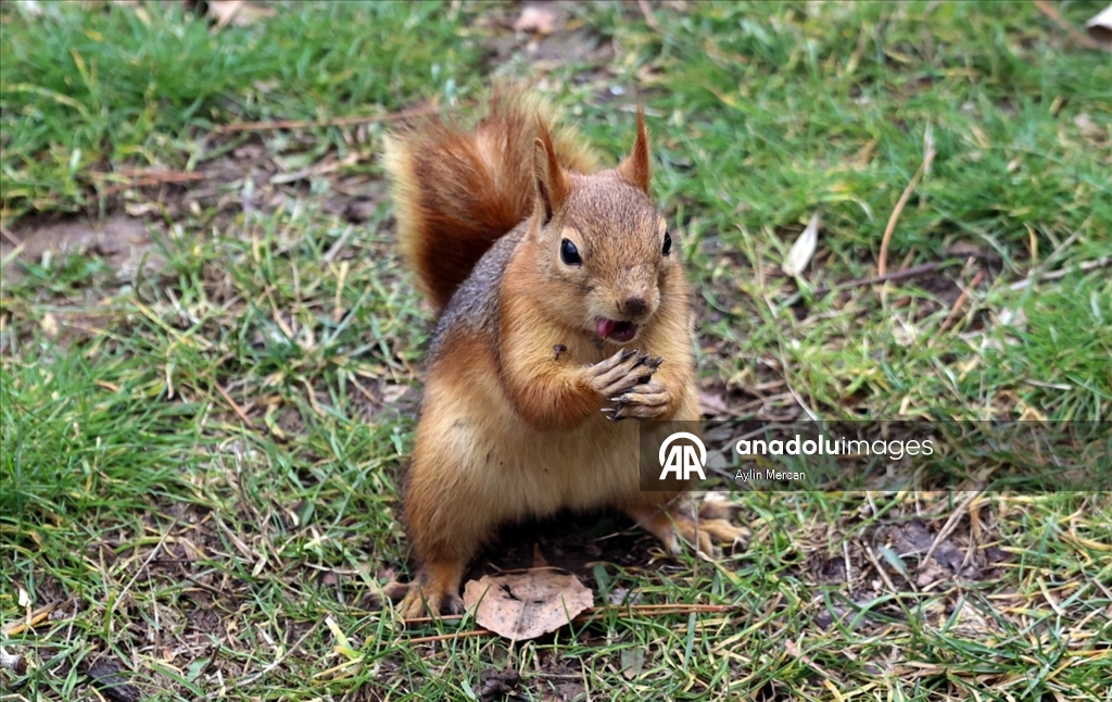 Seğmenler Parkı'nın sevimli sakinleri