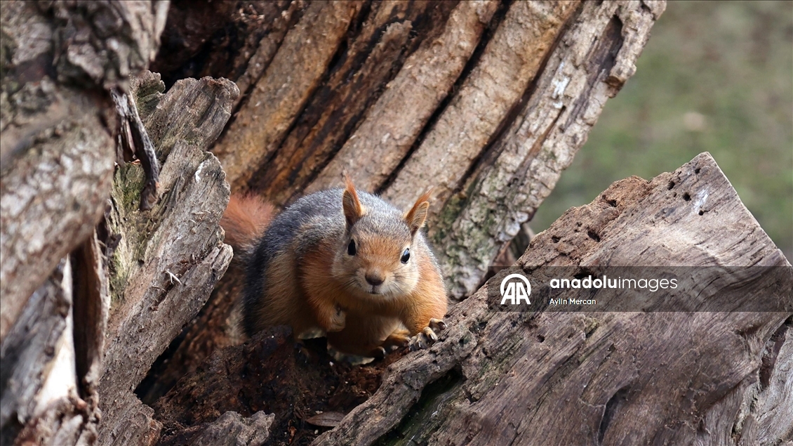 Seğmenler Parkı'nın sevimli sakinleri