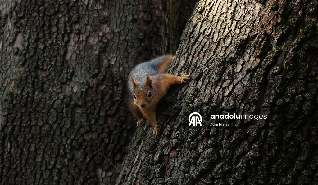 Seğmenler Parkı'nın sevimli sakinleri