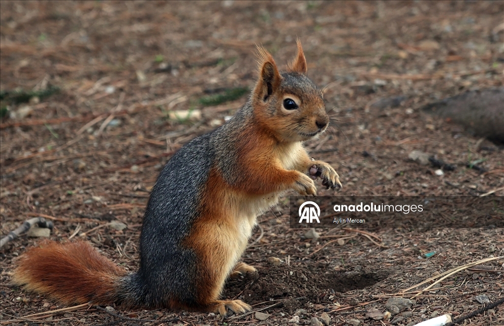 Seğmenler Parkı'nın sevimli sakinleri
