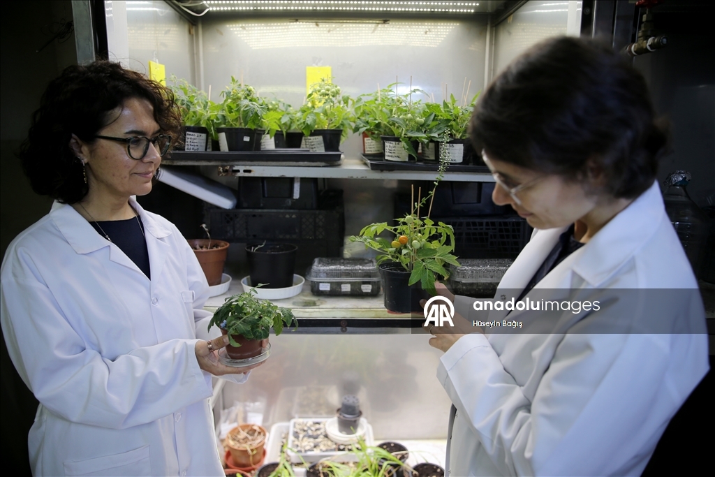 Турецкие ученые добились выращивания томатов на имитаторах реголита Луны и Марса