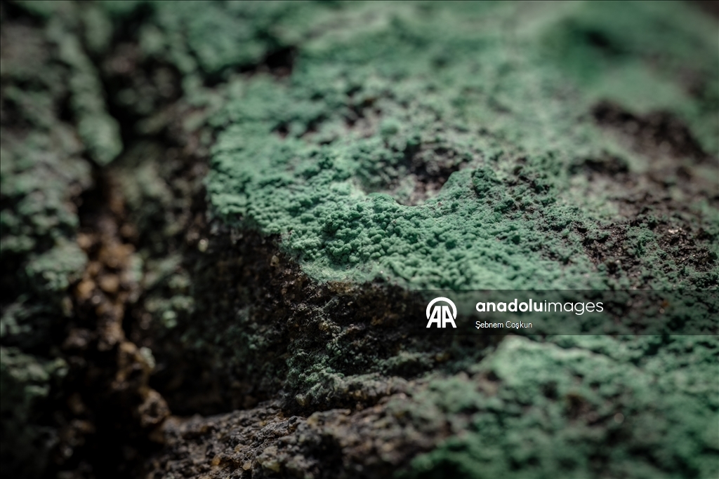 Турецкие и болгарские геологи исследуют многомиллионную геологическую историю Антарктики