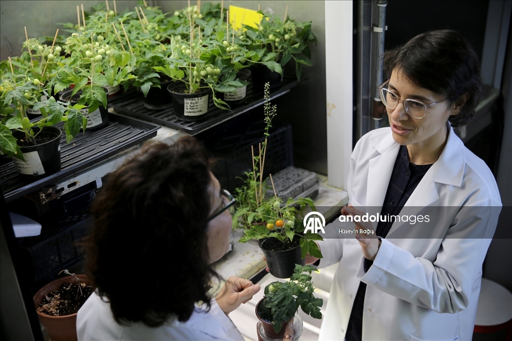 Турецкие ученые добились выращивания томатов на имитаторах реголита Луны и Марса