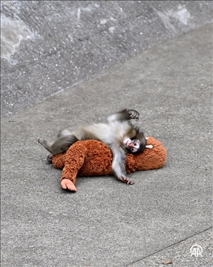 Un bébé singe nommé Punch est photographié avec une peluche au zoo de la préfecture de Chiba, au nord de Tokyo, au Japon