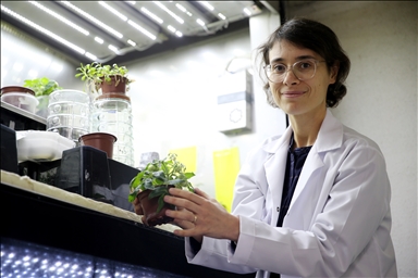 Турецкие ученые добились выращивания томатов на имитаторах реголита Луны и Марса