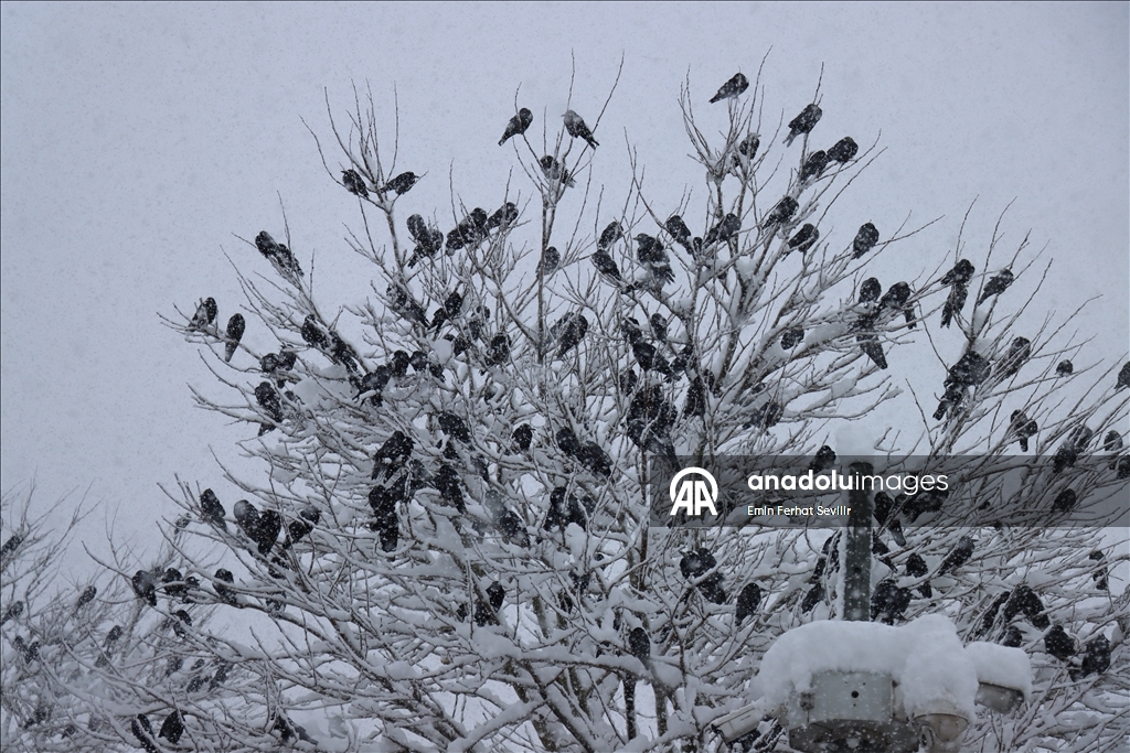 Erzincan'da kar yağışı