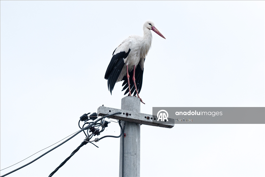 Yaren Leylek 15. yılda da göçüp geldi