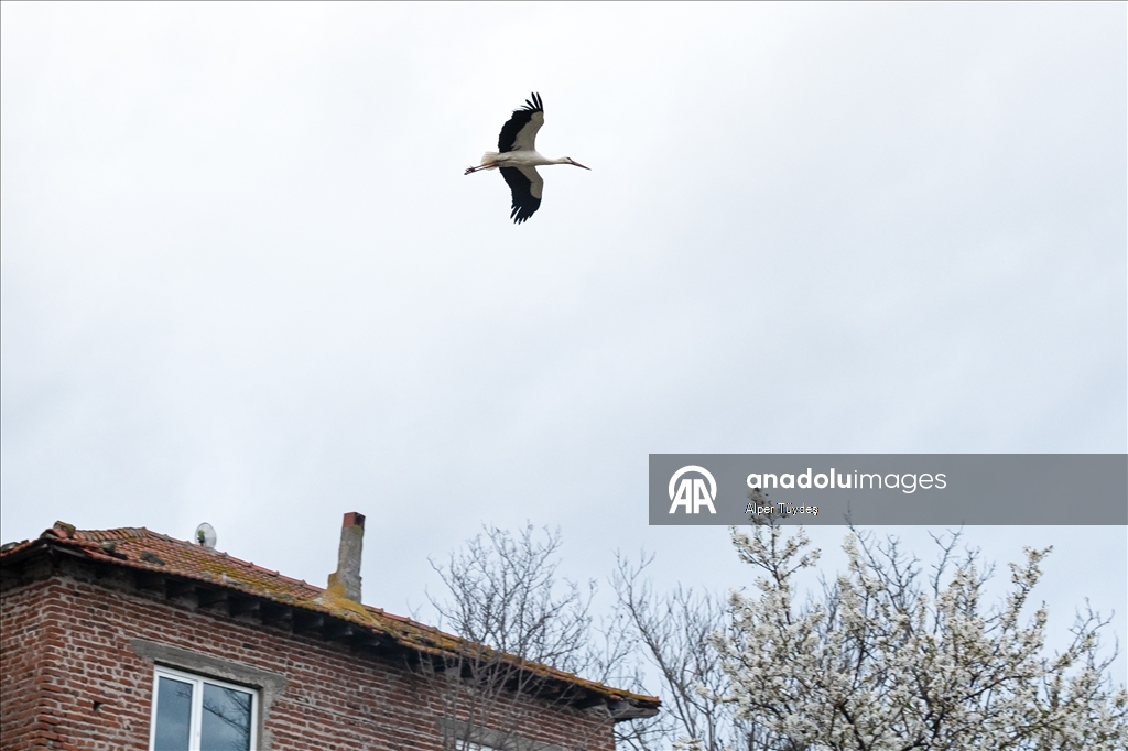 Yaren Leylek 15. yılda da göçüp geldi