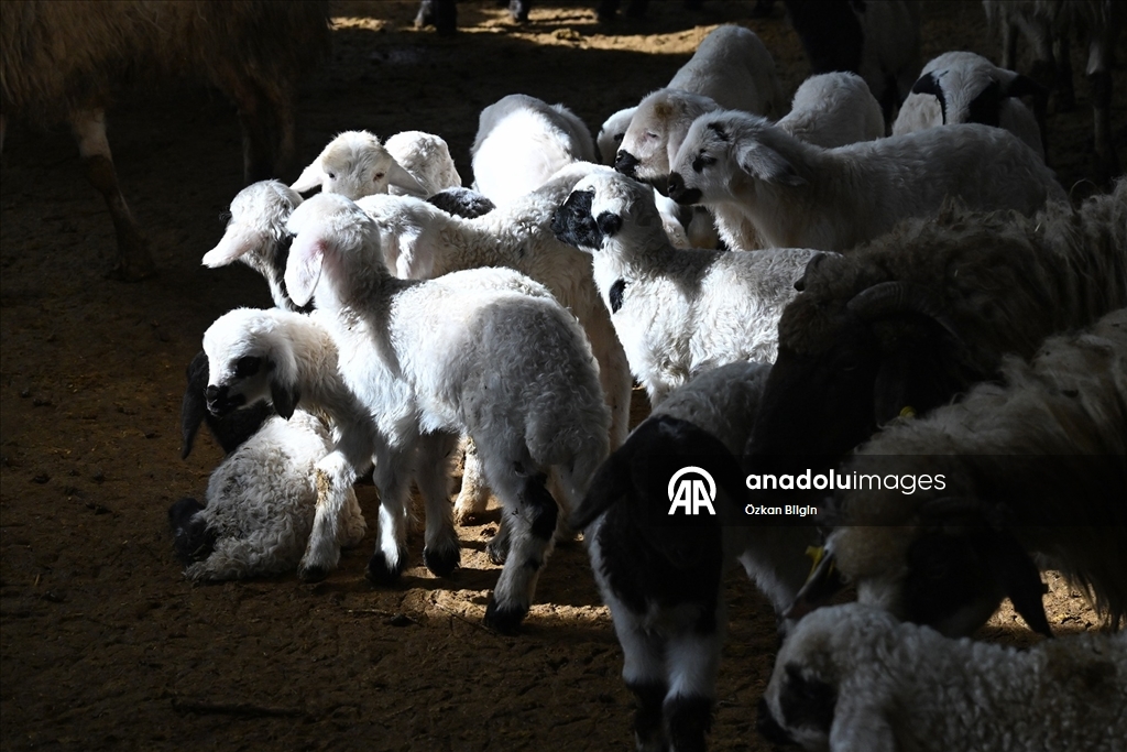 Küçükbaş hayvancılığa destek projesi Vanlı çiftçileri sevindirdi