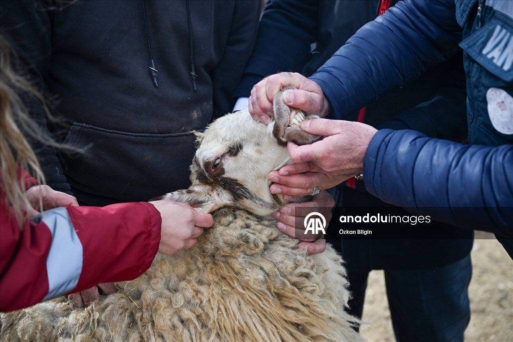 Küçükbaş hayvancılığa destek projesi Vanlı çiftçileri sevindirdi