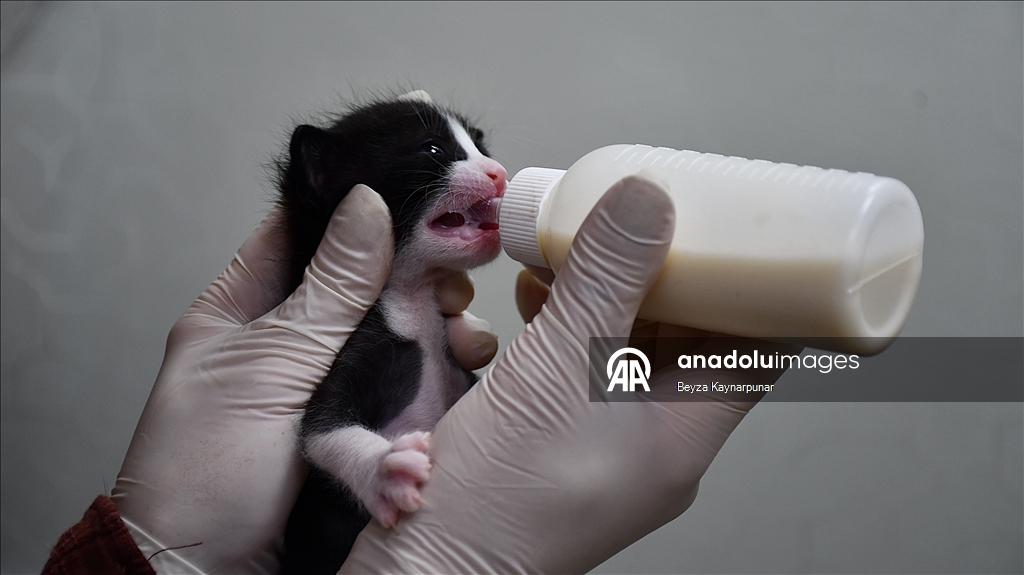 В турецкой Адане кошке сделали кесарево сечение