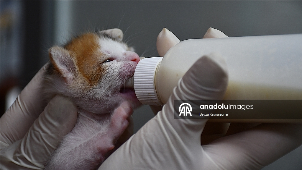 В турецкой Адане кошке сделали кесарево сечение