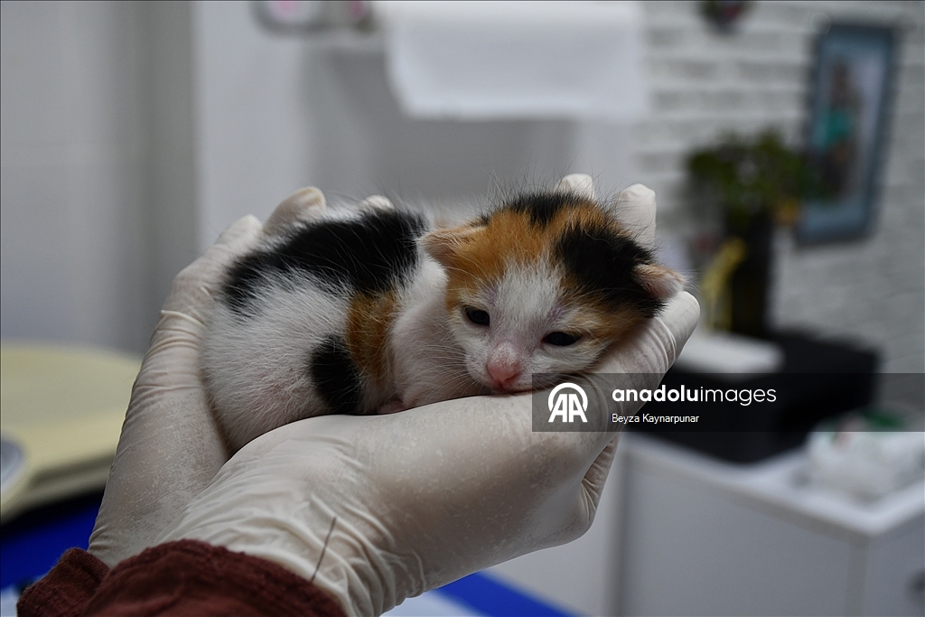 В турецкой Адане кошке сделали кесарево сечение