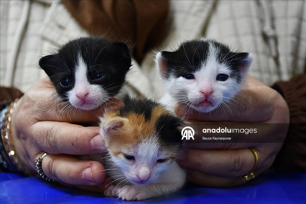В турецкой Адане кошке сделали кесарево сечение