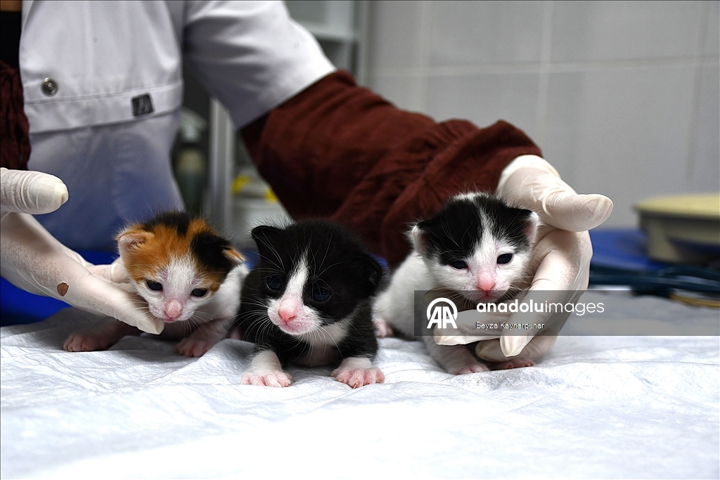 В турецкой Адане кошке сделали кесарево сечение