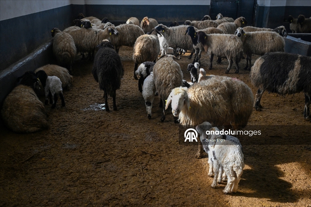 Küçükbaş hayvancılığa destek projesi Vanlı çiftçileri sevindirdi