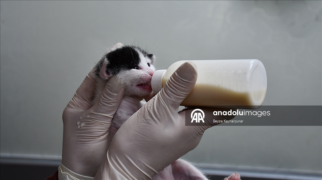 В турецкой Адане кошке сделали кесарево сечение