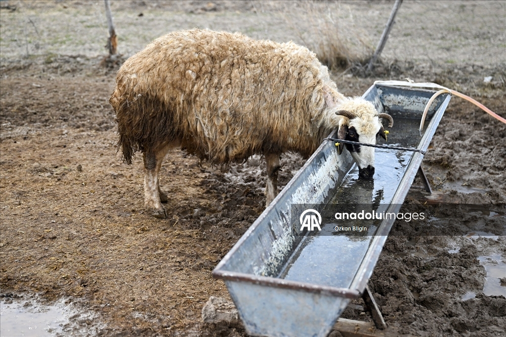 Küçükbaş hayvancılığa destek projesi Vanlı çiftçileri sevindirdi