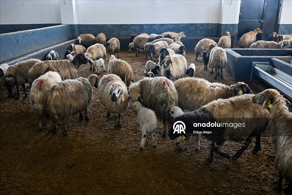 Küçükbaş hayvancılığa destek projesi Vanlı çiftçileri sevindirdi