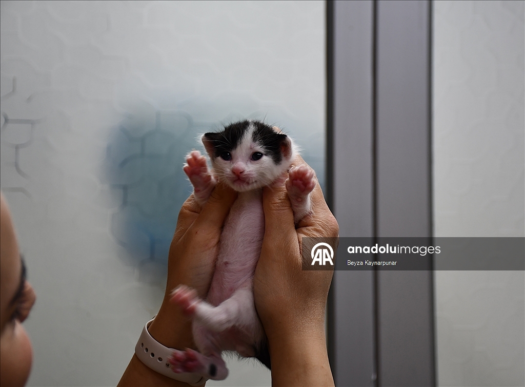В турецкой Адане кошке сделали кесарево сечение