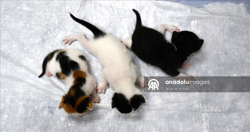 В турецкой Адане кошке сделали кесарево сечение