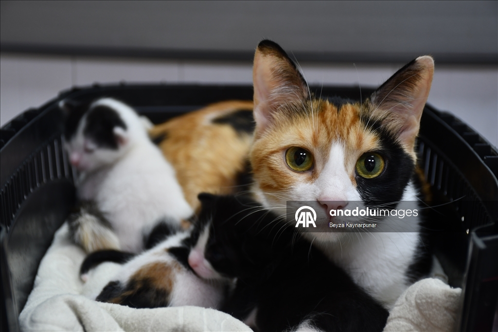 В турецкой Адане кошке сделали кесарево сечение
