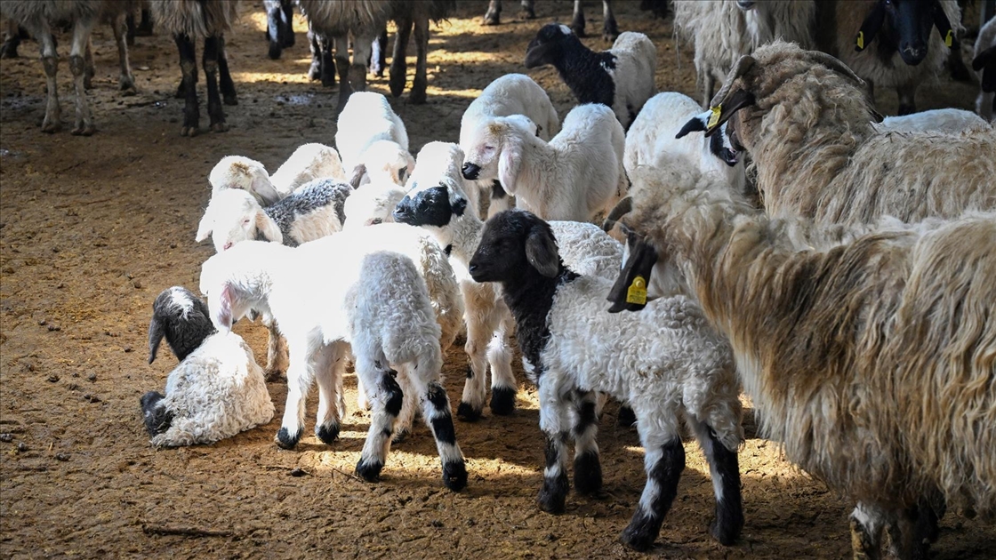 Küçükbaş hayvancılığa destek projesi Vanlı çiftçileri sevindirdi