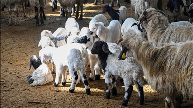 Küçükbaş hayvancılığa destek projesi Vanlı çiftçileri sevindirdi