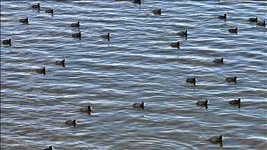 Su tutmaya başlayan Çavuşçu Gölü yeniden canlanıyor
